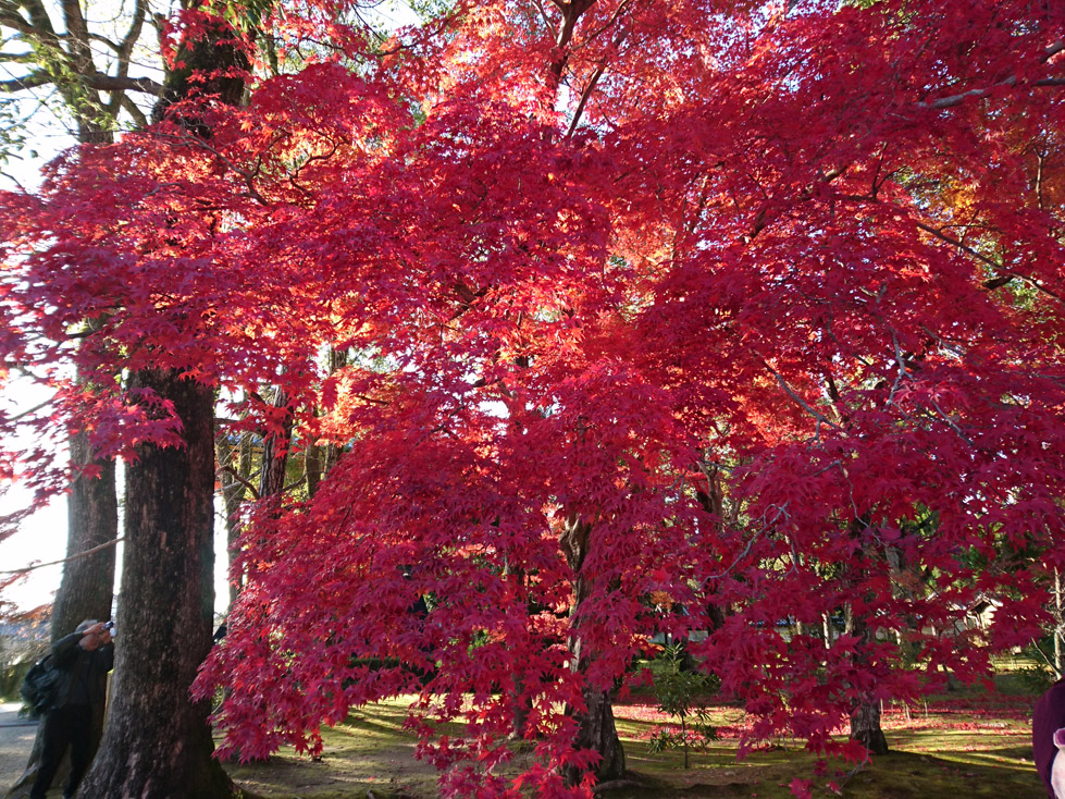 momiji